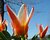Tulips in my mind