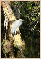 Picture Title - Everglades Heron