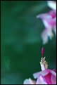 Picture Title - christmas cactus in bloom 7