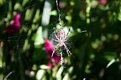 Picture Title - Ragno Spider 