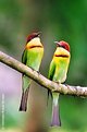Picture Title - chestnut headed bee eater