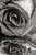 Rose reflected