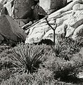 Picture Title - Joshua Tree National Monument