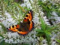 Picture Title - Aglais urticae