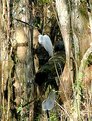 Picture Title - Trying to hide heron
