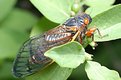 Picture Title - 17 yr Cicada