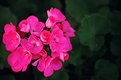 Picture Title - burst of pink