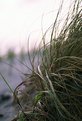 Picture Title - Hatteras Grass