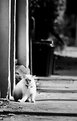 Picture Title - Street cat