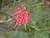 Grevillea pinaster