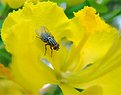 Picture Title - Fly in yellow
