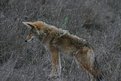 Picture Title - coyote on point