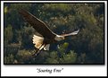 Picture Title - Soaring free