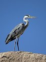 Picture Title - Heron