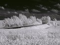 Picture Title - Wheat and A Road