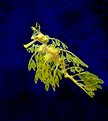 Picture Title - Leafy Seadragon