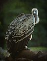 Picture Title - Backlit Vulture