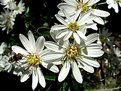 Picture Title - native bee and daisies