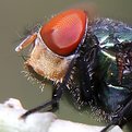 Picture Title - face of fly