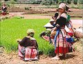 Picture Title - Bac-Ha Terraced Field 06