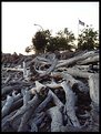 Picture Title - Americana Driftwood