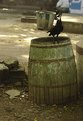 Picture Title - crow's shit pot !!