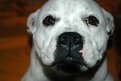 Picture Title - Dog,  Any tips?