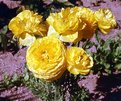 Picture Title - Ranuculus