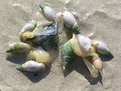 Picture Title - Where shells come from