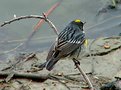 Picture Title - Yellow -rumped Warbler