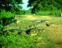 Picture Title - Reptile road invaders