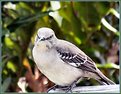 Picture Title - Watch the Birdie