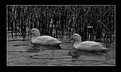 Picture Title - Ducks