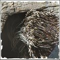 Picture Title - Quills
