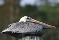 Picture Title - pelican