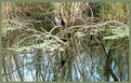 Picture Title - Posing Anhinga