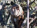 Picture Title - Sleeping Barn Owl