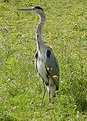 Picture Title - Blue Heron