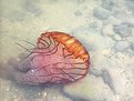 Picture Title - Jelly Fish