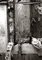 Picture Title - Inside Collapsing Barn