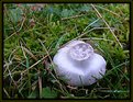 Picture Title - Decaying Mushroom