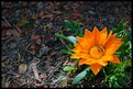 Picture Title - Bee in Flower