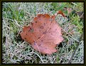 Picture Title - Old Leaf