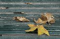 Picture Title - Autumn on the bench