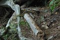 Picture Title - Glenn Lake grass snake