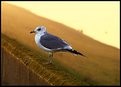 Picture Title - Seagull