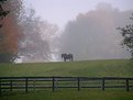 Picture Title - One Misty Morning