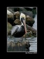 Picture Title - Louisiana Brown Pelican