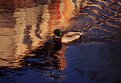 Picture Title - Water off a duck's back