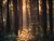 Forest Light